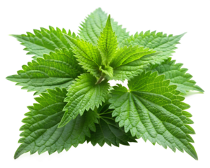 nettle  isolated on white background. PNG Transparent file type with high definition quality And vibrant color grading Available.