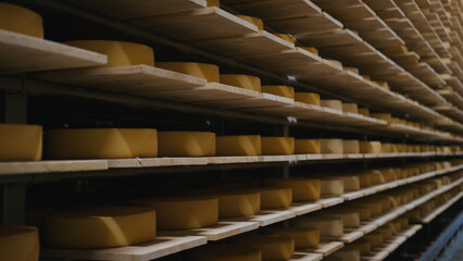 Wheels of cheese aging on wooden shelves in a