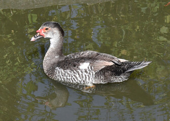 Pato selvagem 
