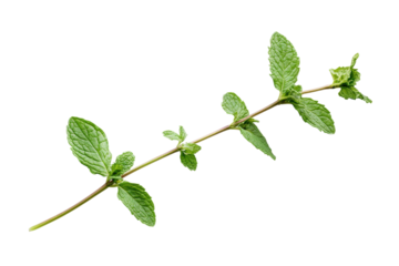 Fresh Mint Sprig Isolated on Transparent Background for Culinary and Herbal Applications