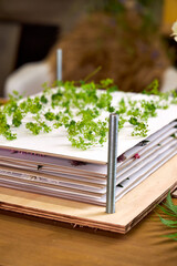 Close-up of a wooden flower press filled with layers of paper and green wildflowers. A step in botanical preservation and slow craft making
