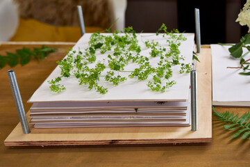Delicate green wildflowers arranged on white paper in a handmade wooden flower press. Botanical flat lay for herbarium, eco craft or nature-inspired art