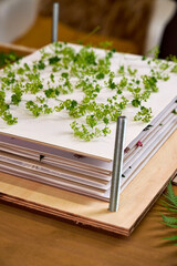 Close-up of a wooden flower press filled with layers of paper and green wildflowers. A step in botanical preservation and slow craft making