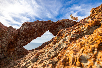dog on rockformation