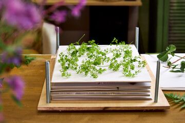 Close-up of a wooden flower press filled with layers of paper and green wildflowers. A step in...