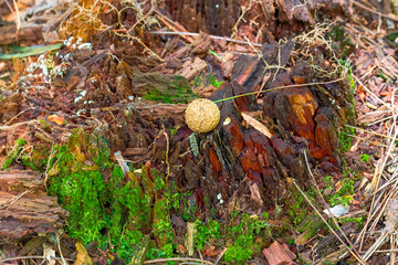 "Close-up of a decaying tree stump covered with green moss and a common puffball mushroom (Lycoperdon perlatum). Natural forest floor scene with wood textures, fungi, and decomposing matter.