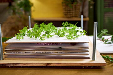 Close-up of a wooden flower press filled with layers of paper and green wildflowers. A step in botanical preservation and slow craft making