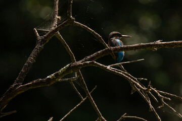 The Kingfisher (Alcedo atthis) blue wild bird, Esposende, Portugal.