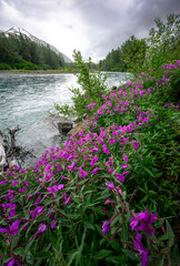 Dwarf Fireweed in the rain