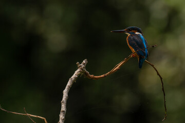 The Kingfisher (Alcedo atthis) blue wild bird, Esposende, Portugal.