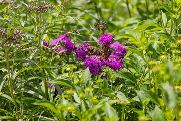Close-up of purple ironweed (Vernonia) flowers blooming among green foliage in summer. Bright sunlight enhances color contrast and natural detail in a wild meadow setting.