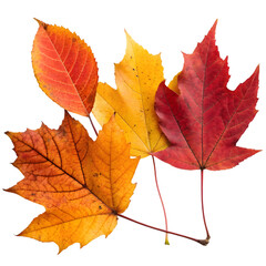 Obraz premium Autumn Leaves: Vibrant Fall Foliage Close-Up