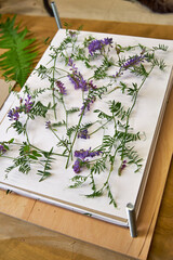 Delicate purple wildflowers arranged between sheets in a wooden flower press. A botanical drying step captured from above in a home workshop