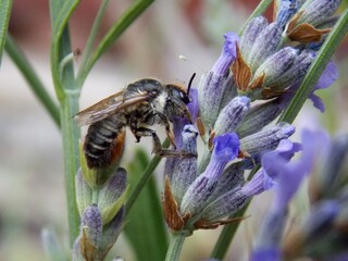 a bug on a lavender flower
