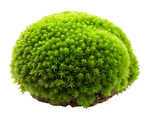 green tree with green grass isolated on white background. PNG Transparent file type with high definition quality And vibrant color grading Available.