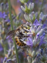 a bug on a lavender flower