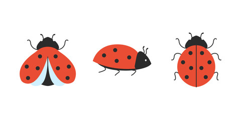 Obraz premium Ladybug in different positions with open wings, closed wings and side view. Set of cute cartoon insects on white background. Vector illustration.