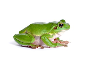Green frog profile against white background