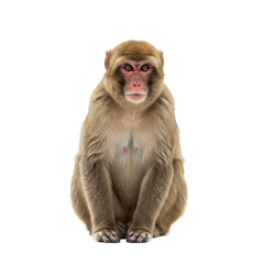 Obraz premium monkey sitting smiling primate cute animal wildlife adorable 