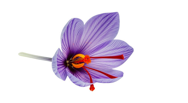 Purple saffron crocus flower with red stigmas
