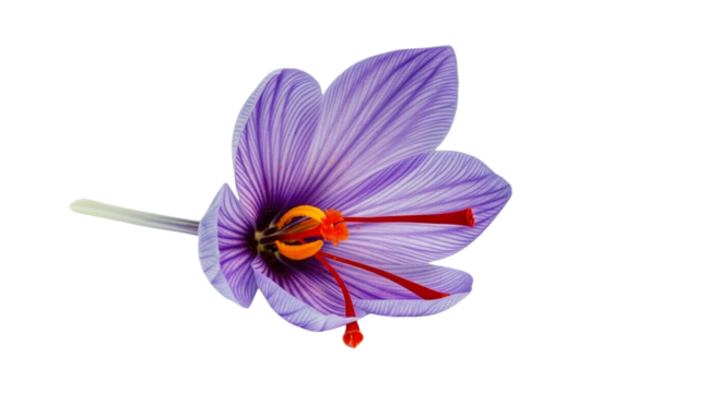 Purple saffron crocus flower with red stigmas
