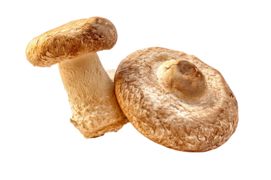 a couple of mushrooms sitting next to each other