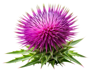 purple thistle flower isolated on white background. PNG Transparent file type with high definition quality And vibrant color grading Available.