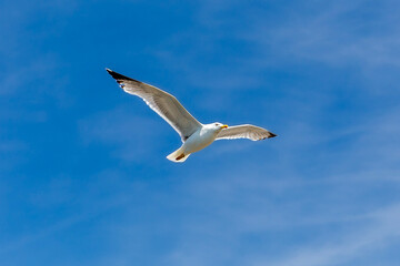 seagull in flight