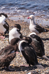 Telephoto of a large group of imperial comorants -Leucocarbo atriceps- at the shores of the Magellan strait near Punta Arenas, Chile.