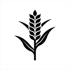 Agriculture Sorghum Clipart for Botanical Use