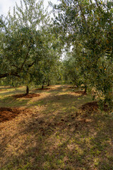 Olive grove landscape showcasing trees with rich foliage and soil preparation, highlighting the...