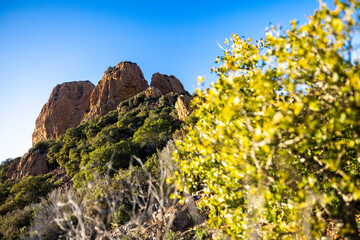 green plants with mountain