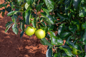 Fresh green apples hanging from a tree branch surrounded by vibrant green leaves, showcasing the beauty of nature and fruit cultivation