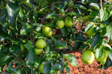 Green apples hanging on a tree branch surrounded by lush green leaves, showcasing the beauty of nature and healthy fruit growth