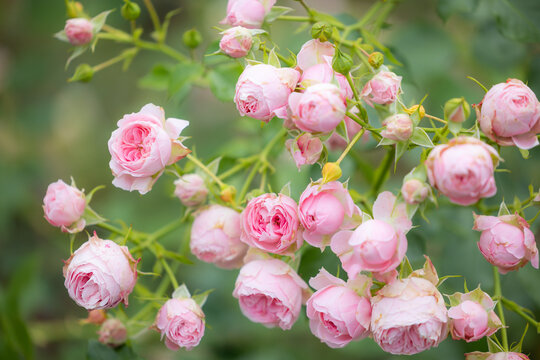 Beautiful pink pomponella roses in the Botanical garden.