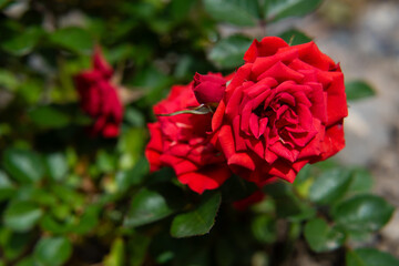 Red Roses