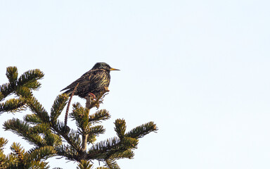 A starling perched on a pine tree in the morning and looks around