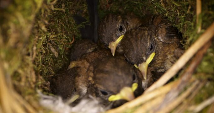Baby birds in moss-lined nest. Nestlings of Eurasian wren in natural bird nest (Troglodytes troglodytes) close-up view
