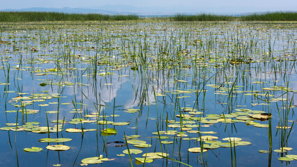 large water lily fields stretching across the lake