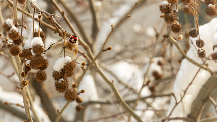 The goldfinch, a finch, searches for food in winter.