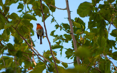 A robin perched in the morning looking around