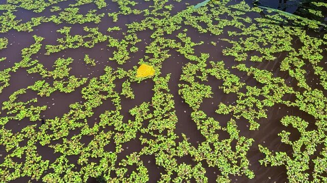Aquatic plants rootless duckweed Wolffia arrhiza and duckweed Lemna turionifera, Odessa
