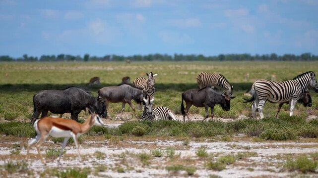 In the African savanna, one zebra lies on the dry ground while others stand close by. Wildebeests and springboks walk peacefully around them, all sharing the same open natural space.