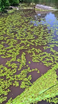 Aquatic plants rootless duckweed Wolffia arrhiza and duckweed Lemna turionifera, Odessa