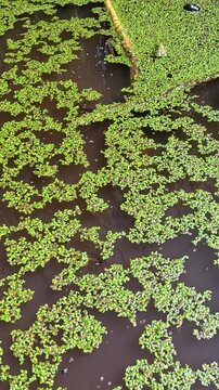 Aquatic plants rootless duckweed Wolffia arrhiza and duckweed Lemna turionifera, Odessa