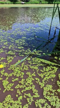 Aquatic plants rootless duckweed Wolffia arrhiza and duckweed Lemna turionifera, Odessa