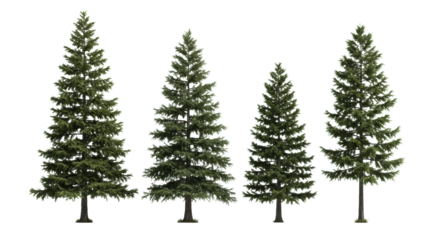 Five individual coniferous trees in a linear row, graduated in size from largest left to smallest right, showcasing detailed needles and bark on an immaculate solid white background with shadowless