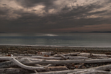 Fototapeta premium dead tree at the beach