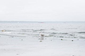 Seagull on a beach