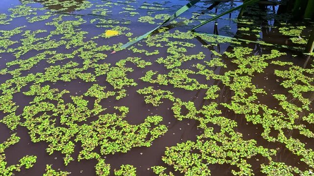 Aquatic plants rootless duckweed Wolffia arrhiza and duckweed Lemna turionifera, Odessa